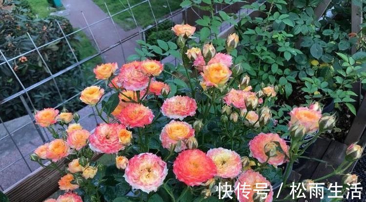 面纱|超好养的木本植物,全年开花,观赏价值高,室内也能种,值得栽培