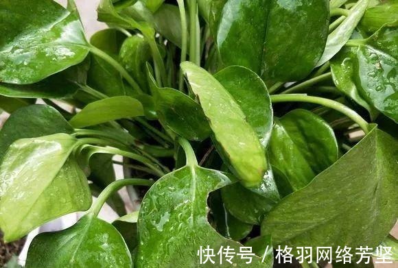 黄叶|绿萝又黄叶了, 这样一处理, 又是绿油油的一盆!