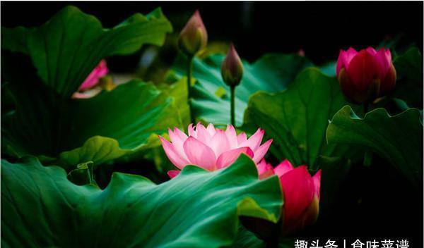 大暑|初伏、中伏、末伏哪个伏最热,为什么呢?看完此几点,你就明白了