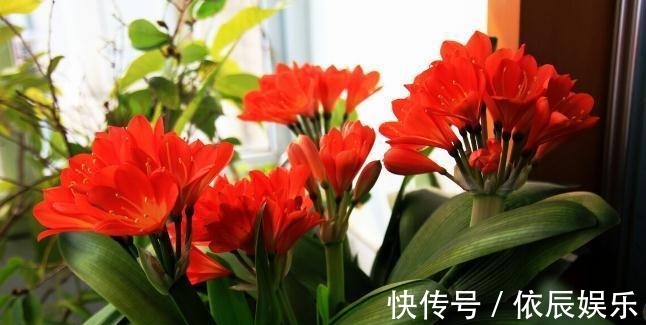 养好兰花和君子兰的四个命门，你做对了吗？看后定有收获
