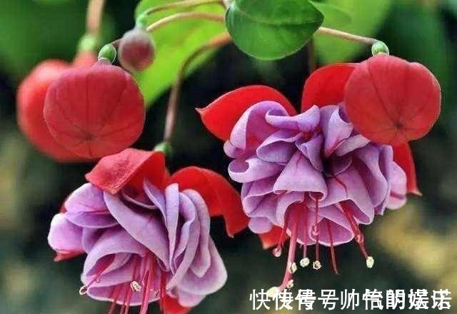 绿萝|比绿萝还漂亮的花，一个枝泡水里，10天长根，喜庆好看，一开99朵