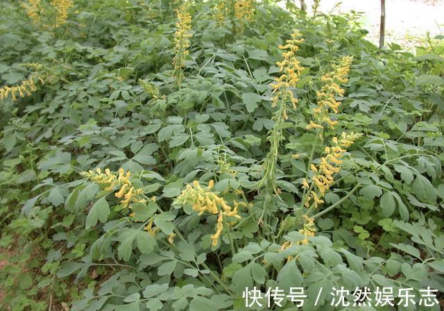 植物|山上的“野草”，晒干后1斤价值“80元”，却少有人摘，植株珍贵