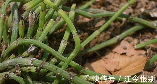 木贼|一种农村野草，它像竹子一节一节的，还具有药用价值