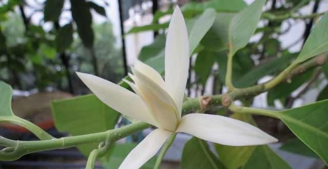 这花比茉莉还好闻,家里养一盆,花一开就是大半年