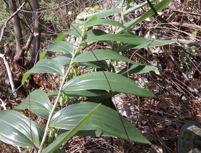 山上的1种“老虎姜”，下次看到别乱挖，如今珍贵，比生姜还值钱