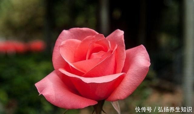 茉莉花|什么样的人就喜欢什么样的花,这几种花家里养,那就是怎么样的人!