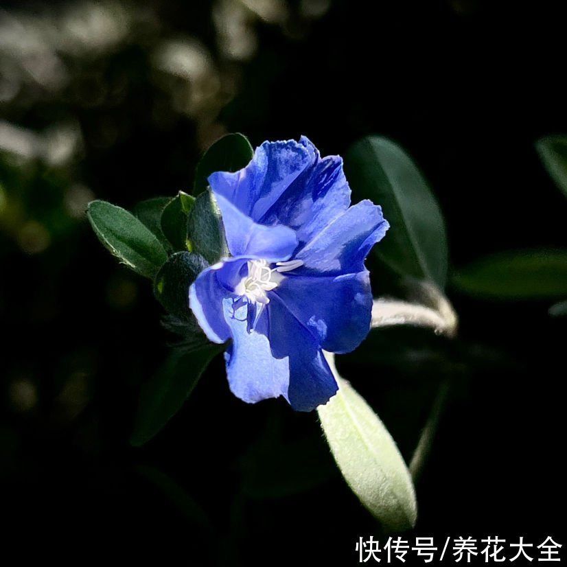 非常耐阴的10种开花植物,还有吉祥好兆头,养上一盆好运连连