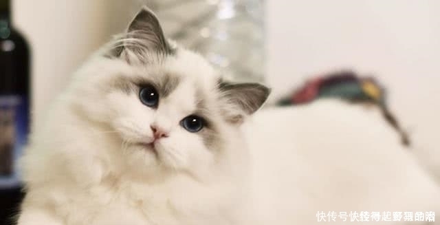 为何中国人都不喜欢别人说自己“三脚猫”?三脚猫是怎么来的呢?