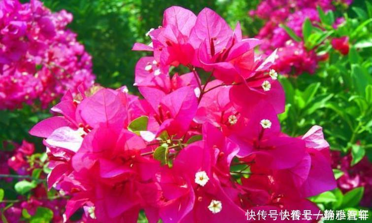 茶花|居家就养此款花卉,花大色艳胜玫瑰,芳香四溢,养在家中香飘满屋