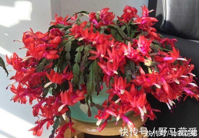 浇水|蟹爪兰叶子软塌，难复花，“根源”在这里，解决后重新饱满猛开花