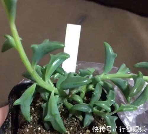 10种长相很怪异的盆栽植物,都很适合养在花盆里