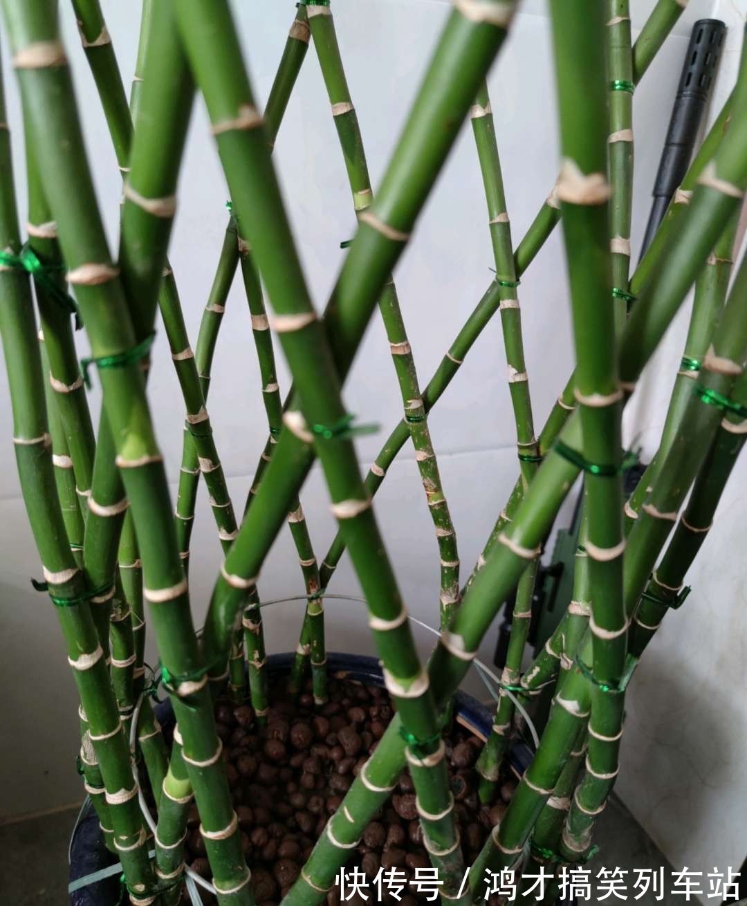 这6种花,是净化空气的小能手,为了健康,家里一定要放一盆