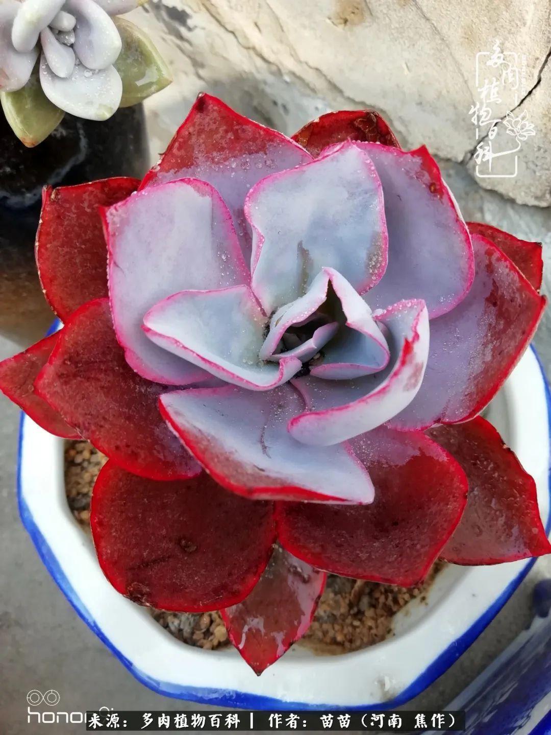 迷上多肉后，有一种喜欢叫一日看三回！