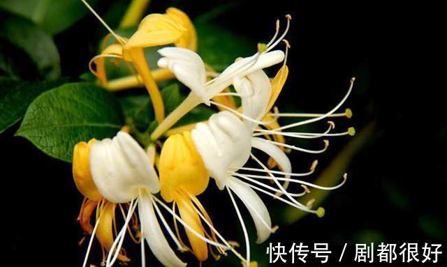 花友|公认好养的“三种花”,掰点枝叶埋到盆内,沿着墙攀成“花瀑布”