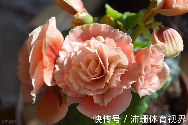 茎杆|老花匠直言:5种花建议去当地花市购买,能不网购尽量别网购