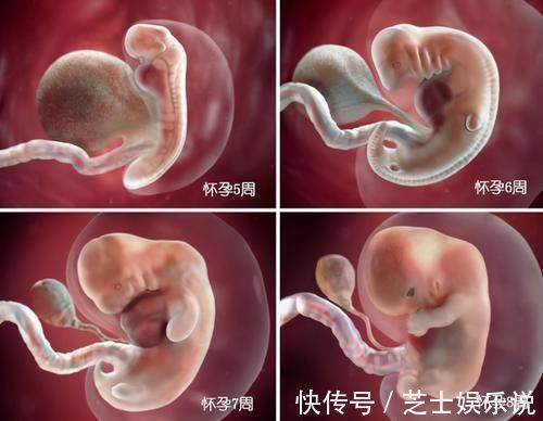 发育|胎儿在母体是如何长大的?一组图告诉你,不同阶段宝宝的发育过程