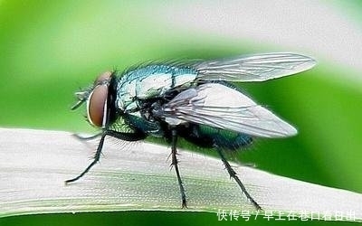 複眼的 複眼的