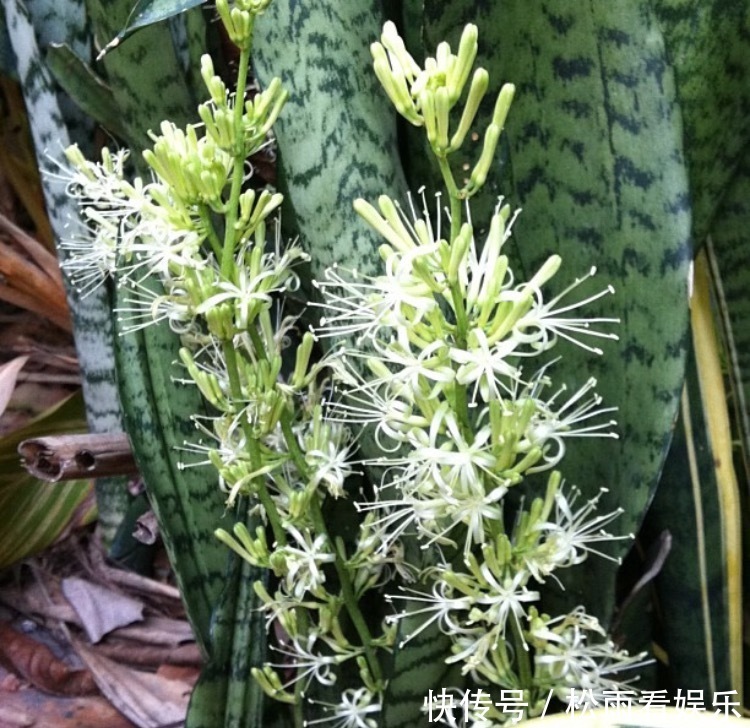 养了十多年的普通花草，竟然都能“开花”，看你家有吗