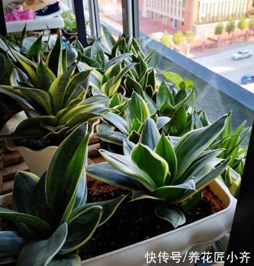 什么专用土、通用土,都不如自己“调配”,适合环境的才是最好的