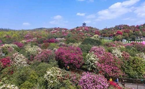 贵州“百里杜鹃”又火了，满园花开鲜艳壮丽！很多本地人都没发现