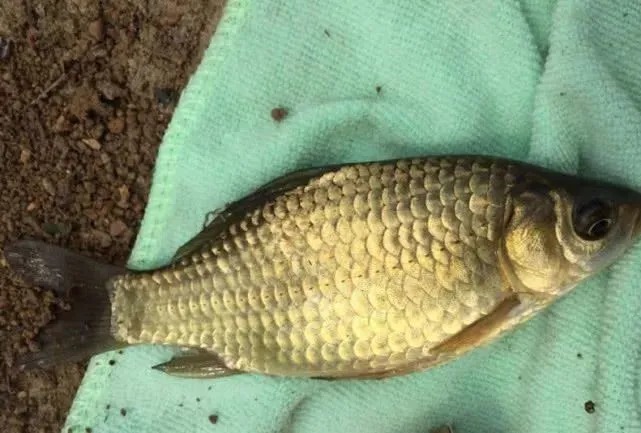 冬天钓鲫鱼就不好钓?用这个“偏门”钓法,大板鲫照样连杆上