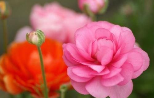 长达|4种超级好养的花,花色美丽,花期长达5个月,适合新手花友栽培