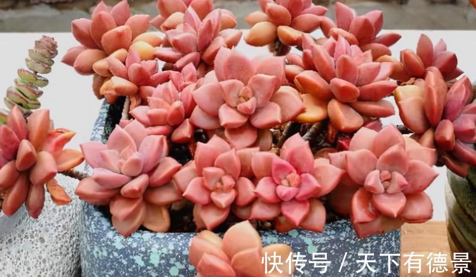 盆栽此款多肉,打理好这些,茎叶长得像莲花,一年四季都在开