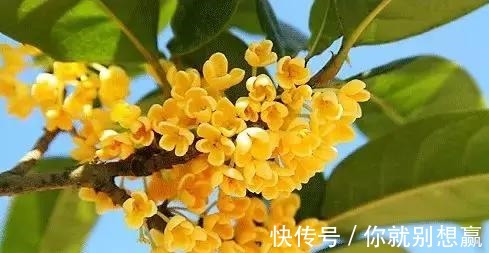 秋日$桂花,就是最美秋日诗词!