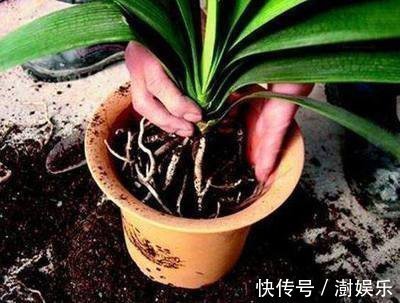 花盆底|人见人烦的“东西”,却是养花“宝贝”,养啥旺啥,土壤肥沃疏松