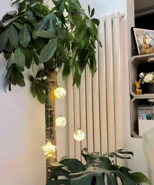 10大室内网红绿植,不仅撩人,还能养人