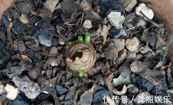 吊兰|黄叶快死的五种花卉,狠狠给它剪秃了,过几天呼呼长出一大堆