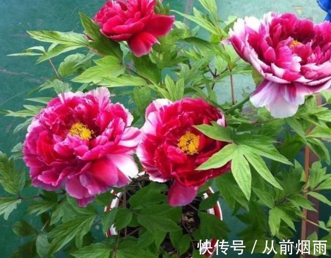 花中之王|5种“女王花”，美出新天地，开花漂亮花期长，谁养谁喜欢