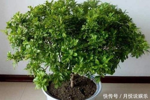 米兰哗哗掉叶子几种错误别再犯,不然秃的只剩杆!