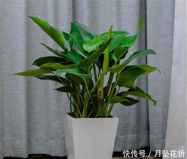 温度|第一次养花,就养一盆“阳台精品”金钻,高大茂盛,珍贵独特