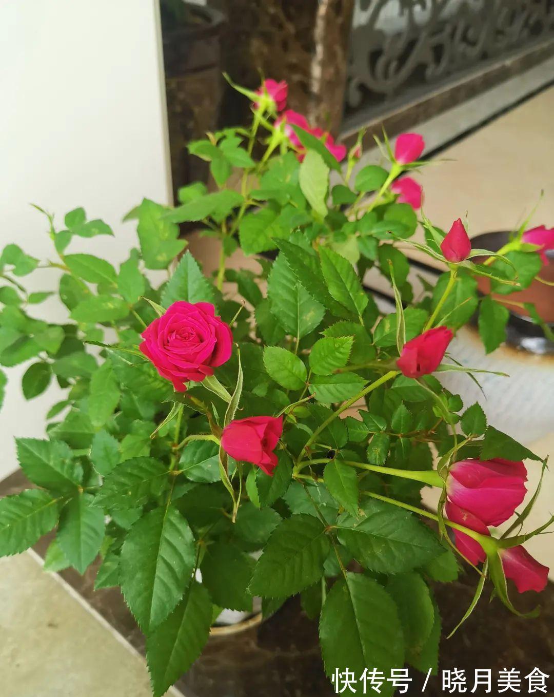 浇水|15种常见花,冬天浇水有讲究,小心越浇花越死