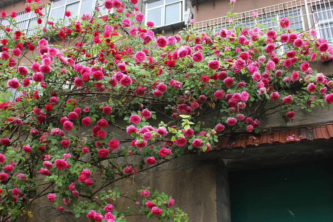 农村养花优势发,地大肥多,一不小心养成小花海!