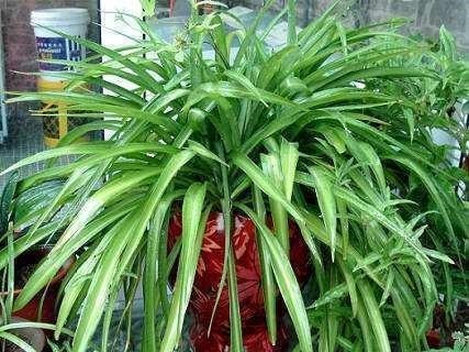 4种花不怕雨淋,阴雨天放外面养,雨水越大生长越旺