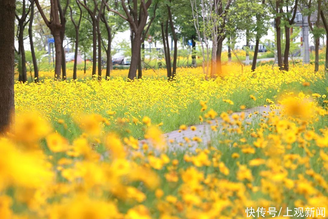 金鸡菊花海推荐上新，约吗？