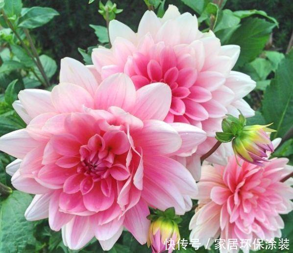 4种花漂亮又好养，养在家里超美的，入手不亏