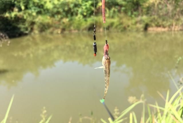 童年回忆杀中的10类鱼,你钓过几种?这3种鱼真的是遗憾!