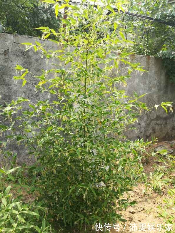 榕树|5种树,种在院子里寓意好,家里养一棵吉祥如意