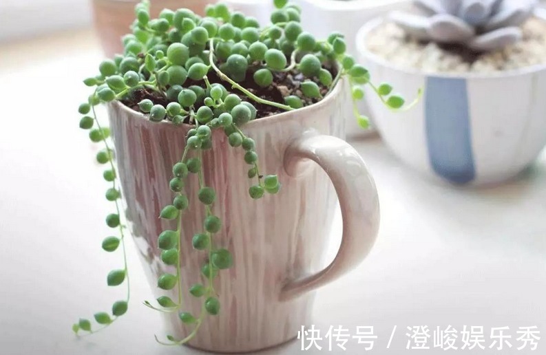 养多肉佛珠秋季满足这4点,叶片圆润,长成“瀑布”,独具魅力