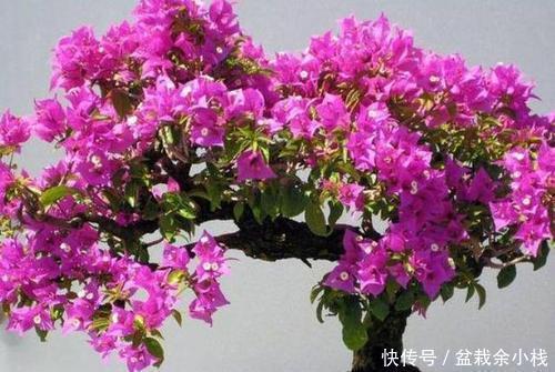 4种漂亮花,再舍不得也要搬出去,越狠狠晒,越开花满枝头