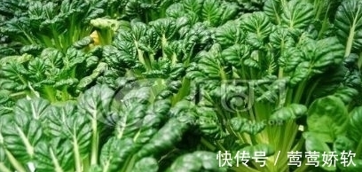 农民朋友|农村一种野菜像“莲花座”,农民称它植物维生素,能防治便秘