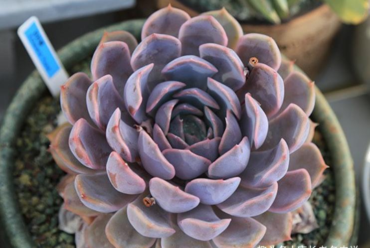 多肉鲁氏石莲和菲欧娜,一个养成老桩有味道,另一个颜值长期在线