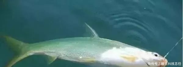 钓黄尾总锚鱼怎么破?调整这3项减少锚鱼率!