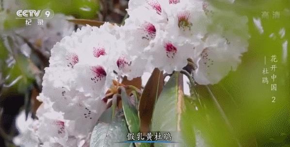 白居易：芙蓉芍药都是丑花！