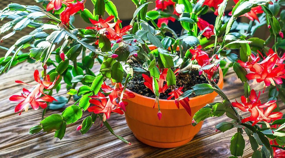 想让蟹爪兰多开花,首先让它长得强壮多发芽