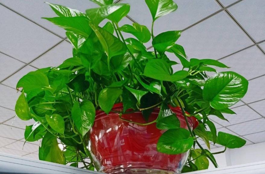 把握住这5个技巧,小叶绿萝变大叶绿萝不是梦,茎长得更长