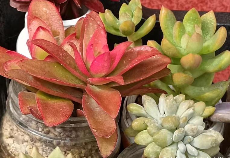 新玩法——用玻璃瓶养多肉，既方便打理又易于上色，阳台党的福音